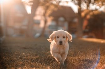 ТЕСТ ПО ИСТОРИИ 5 КЛАСС ПОЭМА ГОМЕРА ИЛИАДА И ПОЭМА ГОМЕРА ОДИССЕЯ